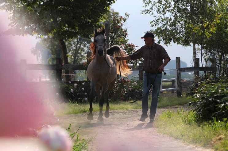 http://luxuryarabiantc.com/image/app/media/uploads/website/34/photos/website_horses/2492/AT9I4646.jpg/w743/h414/