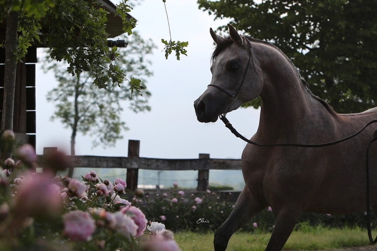 http://luxuryarabiantc.com/image/app/media/uploads/website/34/photos/website_horses/2492/AT9I4847_crop.jpg/w743/h414/