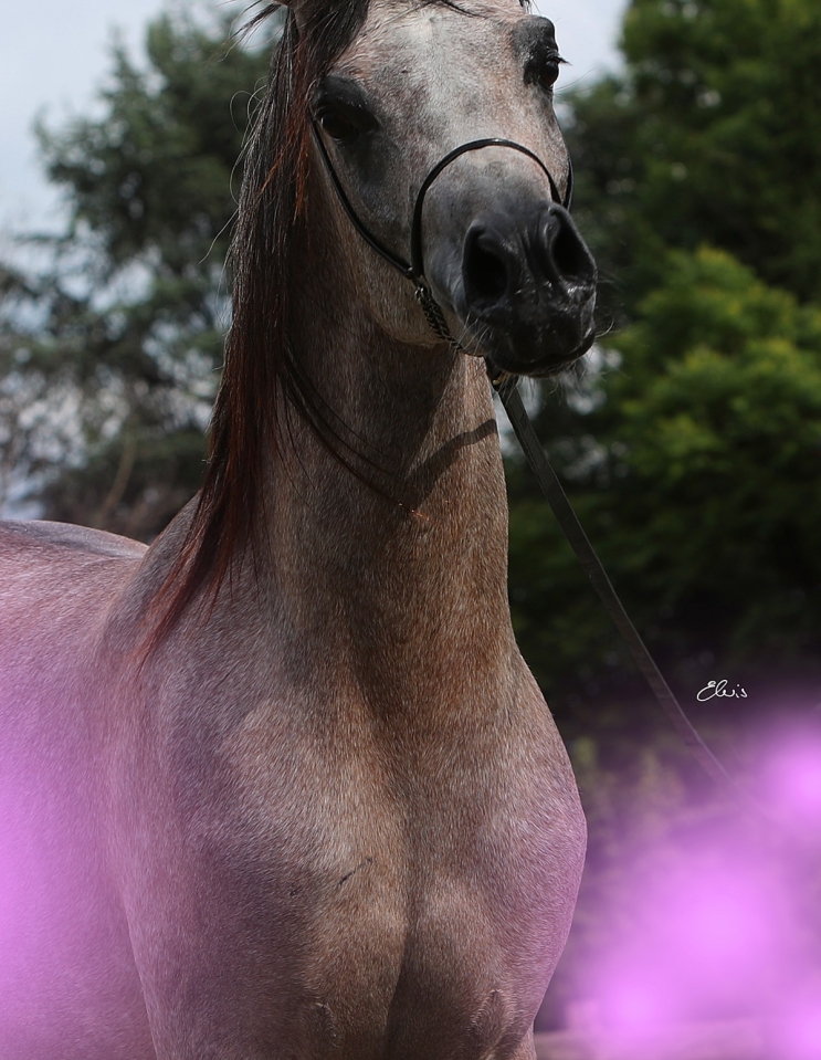 http://luxuryarabiantc.com/image/app/media/uploads/website/34/photos/website_horses/2492/AT9I6587.jpg/w743/h414/