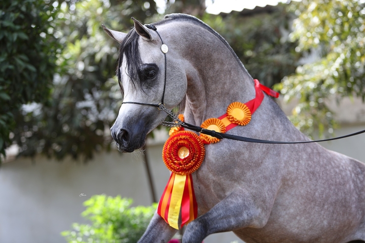 http://luxuryarabiantc.com/image/app/media/uploads/website/34/photos/website_horses/2492/AT9I8592.jpeg/w743/h414/