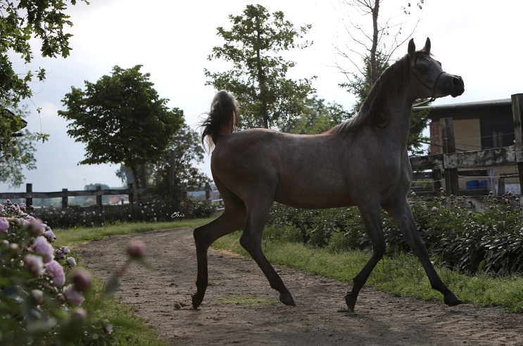 http://luxuryarabiantc.com/image/app/media/uploads/website/34/photos/website_horses/2492/Schermata_2021_08_12_alle_13.12.45.jpg/w743/h414/